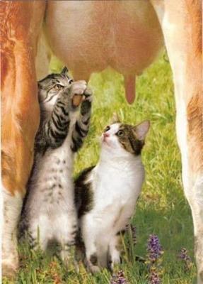 Прикрепленное изображение: 561376_474768155883882_214730209_n.jpg